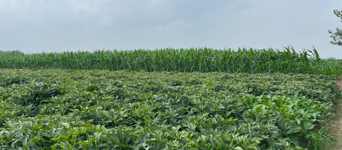 原有中药地种上了大片玉米