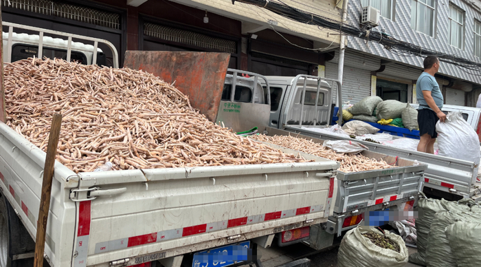 亳州十九里药材早市上新的白芍