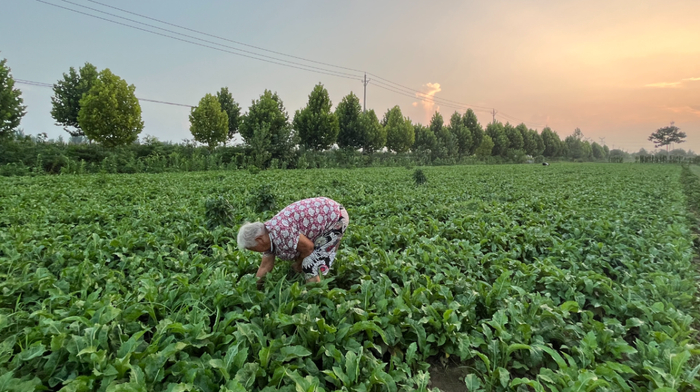 亳州一位年近八旬的老人在中药地人工除草