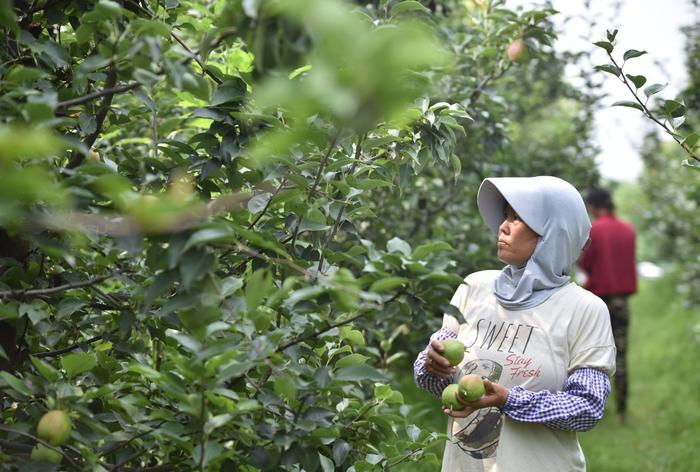 河北威縣:沙荒地上梨果飄香|河北省|朱旭東_新浪新聞