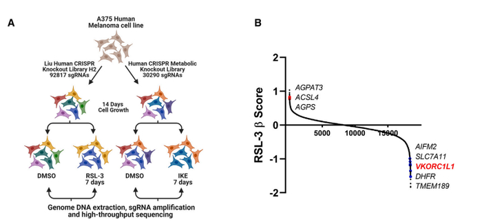 ▲研究借助CRISPR-Cas9技术进行了代谢基因组筛选（图片来源：研究论文）