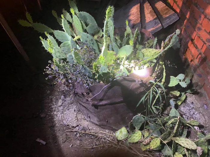 张家院子里的铁筒和仙人掌，还有焚香的痕迹