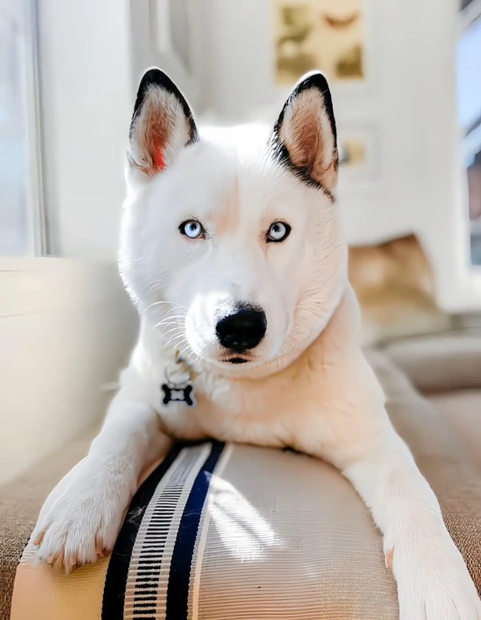 白色二哈虽然长得挺帅气,但气质是真的很二哈!__财经头条