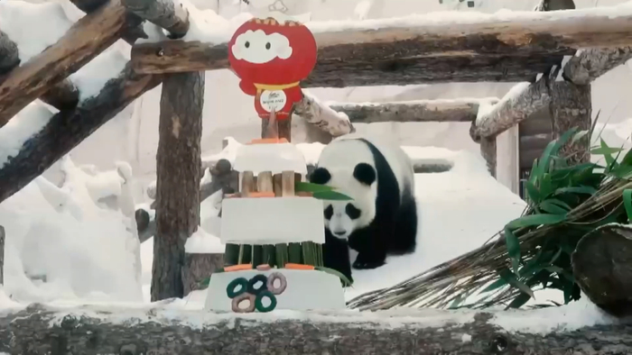 △旅俄熊猫“丁丁”