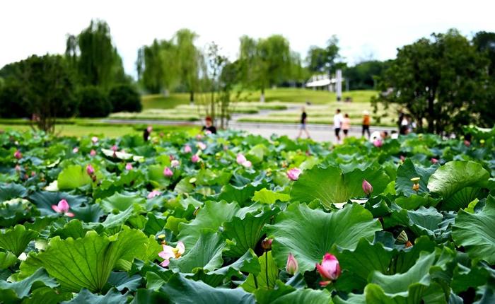 日前，陕西省汉中市汉江两岸的天汉湿地公园内，市民在休闲赏景。新华社记者 刘潇 摄