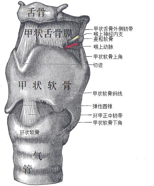 甲状舌管解剖图片