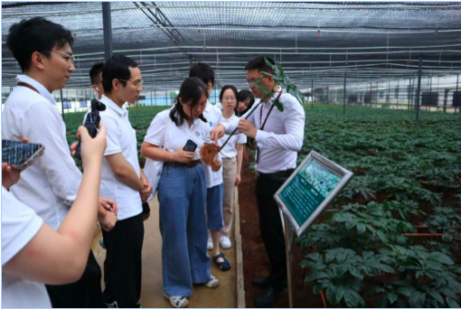 文山七丹药业工作人员为实践团队讲解三七标准化种植。华理供图