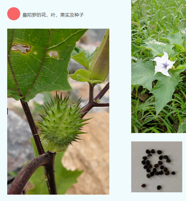 曼陀罗又名野麻子,青麻棵,狗核桃,醉心花,洋金花,大喇叭花,山茄子等