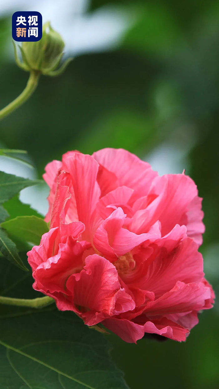 △成都市花芙蓉花