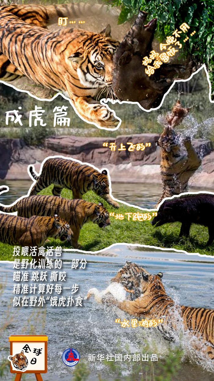 华南虎"建档立卡"建立了华南虎基因库开展基因保护研究2021年10月11日