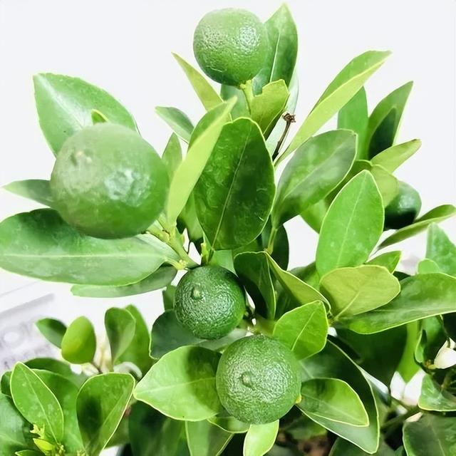 阳台上种一盆,轻松实现水果自由,很有成就感|水果|小番茄|橘子_新浪