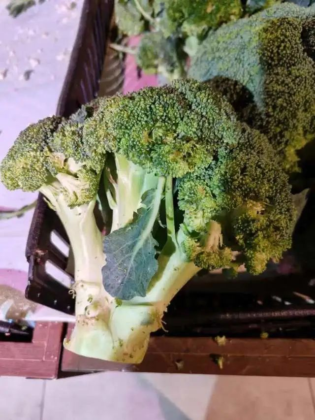 图/超市里的西蓝花，来源/锦希供图