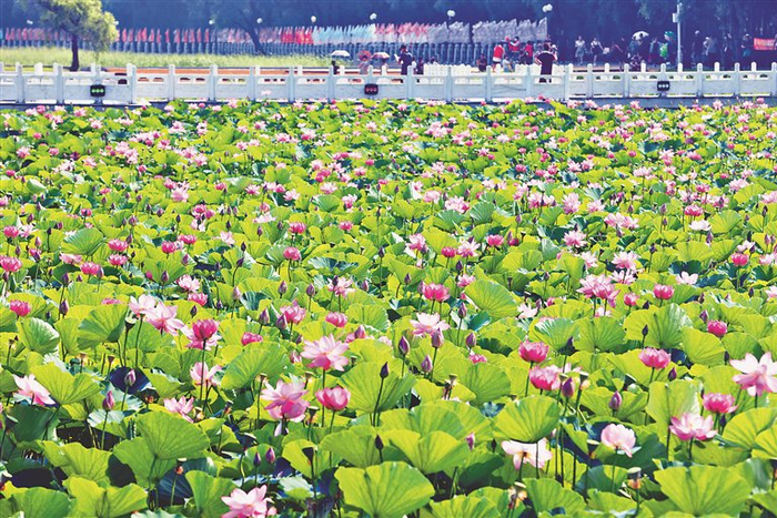 方正第二十七届莲花节启幕
