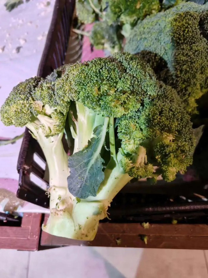 图/超市里的西蓝花