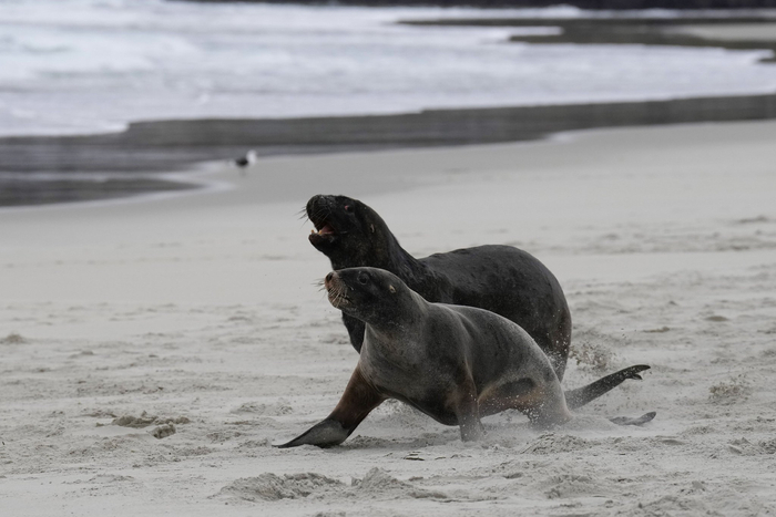 新西兰:海边的海狮|新西兰|弗莱|新华社_新浪新闻