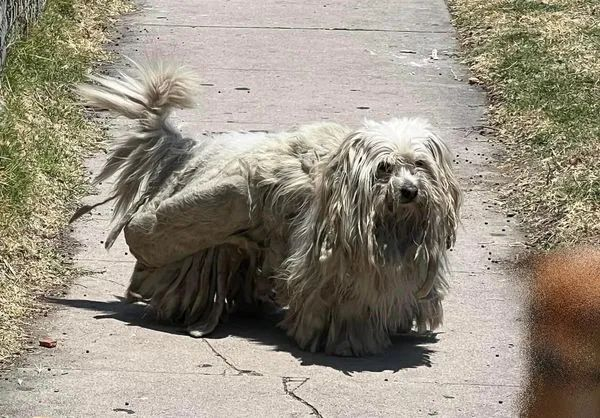 路上出现一只拖把狗,修剪后毛发后,焕然一新!|白狗|狗_新浪新闻