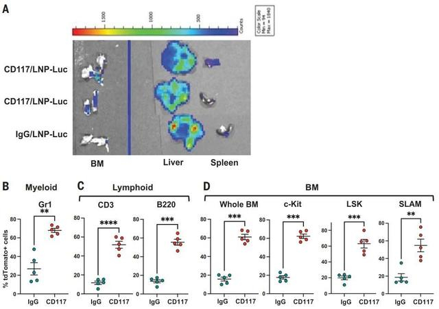 小鼠实验显示，CD117/LNP成功将封装的mRNA递送到了造血干细胞。图片来源：《科学》论文