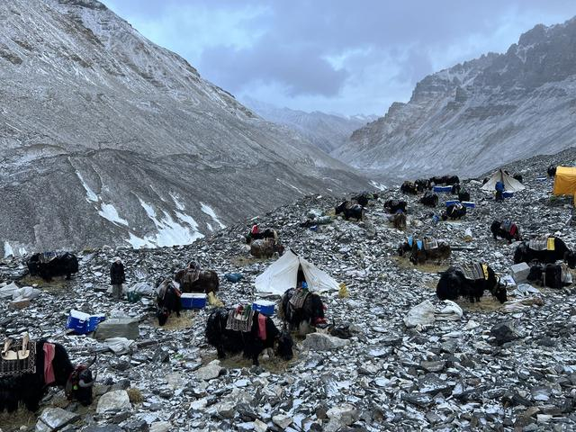 牦牛队在海拔5800米营地休整 澎湃新闻记者 廖艳 图