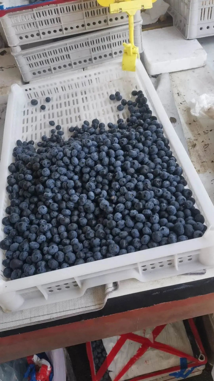 图/日常经过的卖菜摊