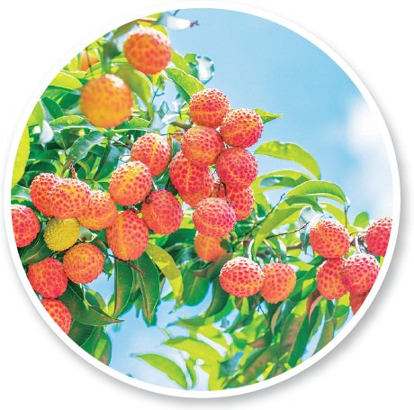 　　6月底，在从化荔枝文化博览园内，晚熟荔枝品种井冈红糯长势喜人。　谭家富　摄