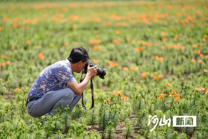 千亩百合吸引摄影爱好者前来采风 陈亮 摄