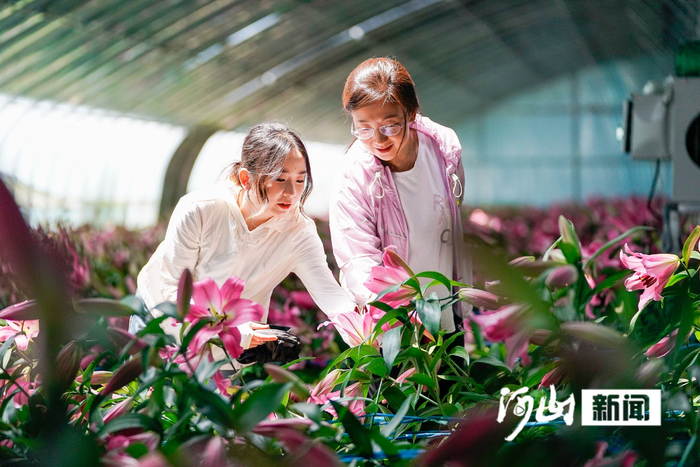 游客正在欣赏美丽的香水百合 陈亮 摄