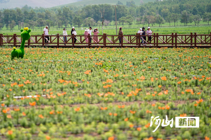霓裳花谷景区，游客徜徉在百合花海中。陈亮 摄