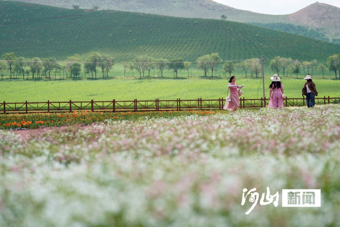 霓裳花谷景区，游客徜徉在百合花海中。陈亮 摄