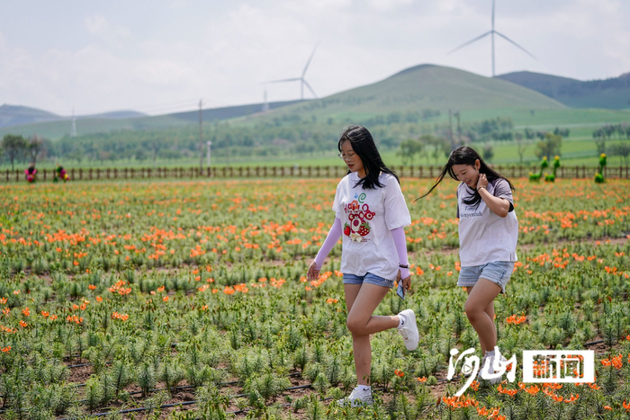 霓裳花谷景区，游客徜徉在百合花海中。陈亮 摄