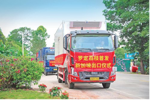 　　6月16日，十余辆满载着罗定荔枝的货车缓缓驶出黎少镇丽芝村，140万斤“罗荔”出口海外。　吴秒衡　摄