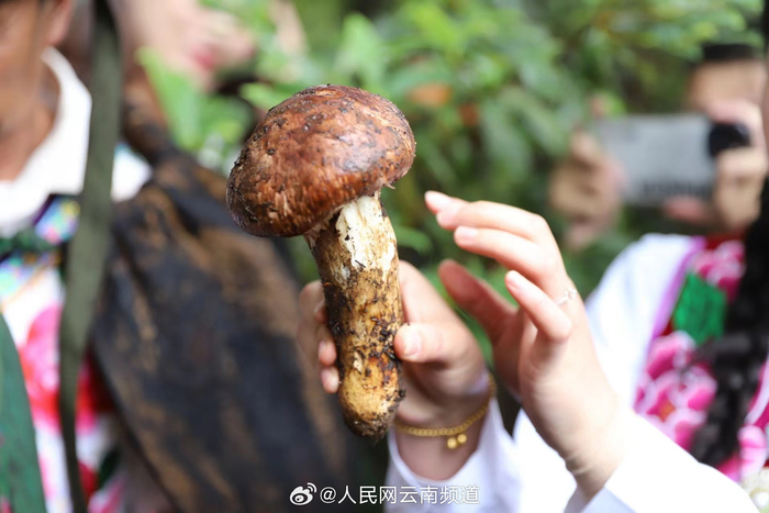云南南华第一朵松茸“出山”