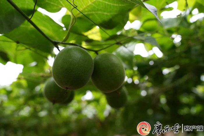 永福罗汉果。广西日报-广西云客户端记者 梁菁惠 摄