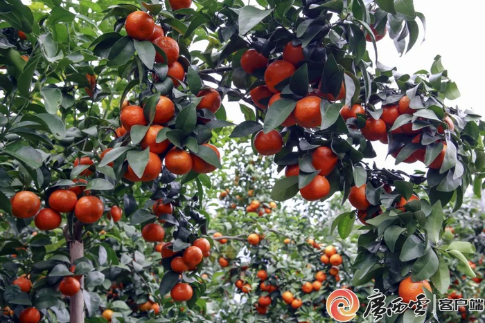 黄澄澄的沙糖桔。韦海华 摄