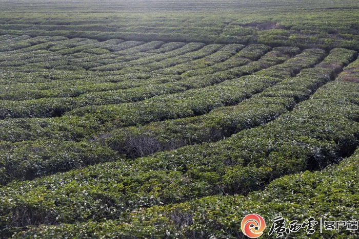 古琶茶基地。覃文娟 张铭慧 吴永才 摄