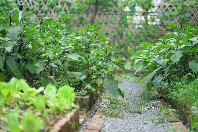 李子柒的后院永不过时……菜园也是花园,藏着中国人骨子里的向往|蔬菜