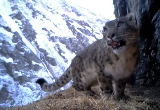 雪豹。