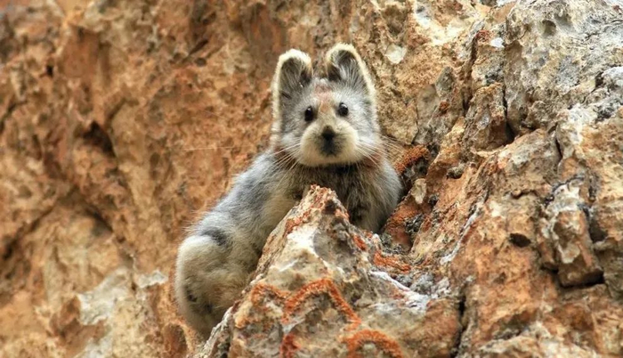 由李维东发现和命名的新物种伊犁鼠兔。