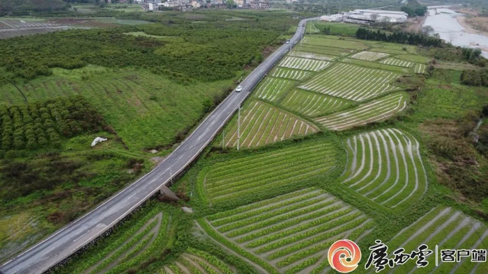 永福县永福镇大苏村村级集体承包土地耕种航拍图。王泽华 摄