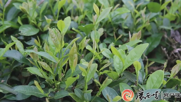 富硒茶青。李宇常 摄