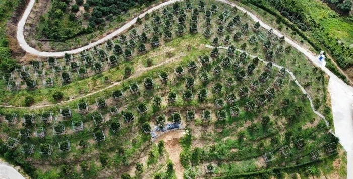 海南的榴莲种植园，每棵树都围着钢架