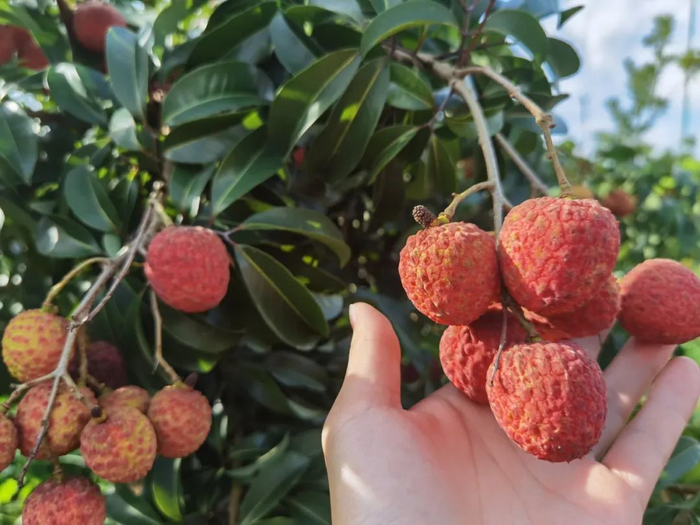 迟熟优质新品种荔枝中的爱马仕在桂林试种成功