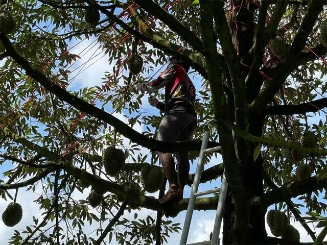 泰国榴莲园，已经成熟的榴莲树会用红色线绳缠绕枝干，提醒人们不要被掉下来的榴莲砸伤  图据央广