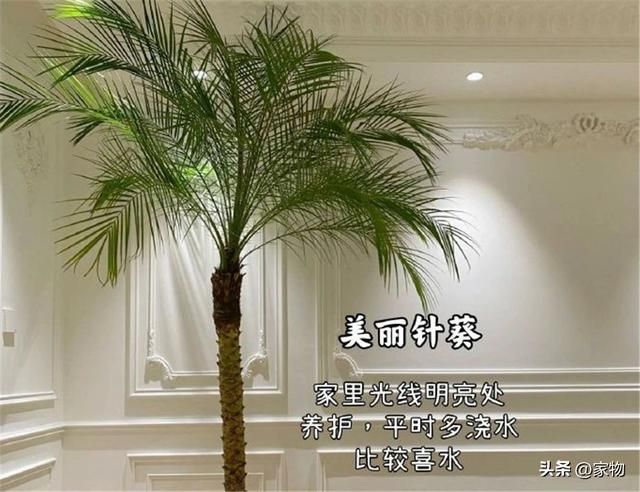 适合客厅的8种观叶绿植:又好看又好养,养花师傅都劝你养养看|客厅