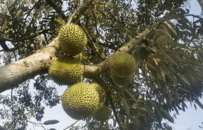 一棵有64年树龄的榴莲树，直到去年才挂了2-3次果 保亭热带作物研究所