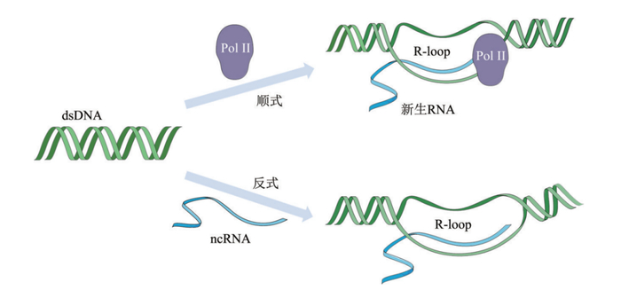 图2. 基因转录时形成“R 环”（R-loop）的两种方式。图源：张译匀等