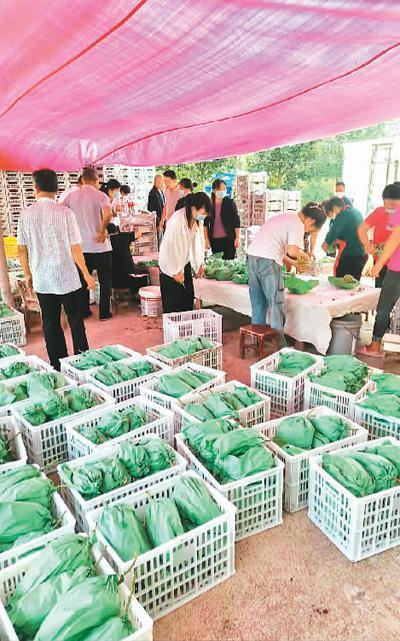丁马庄村民在为阳光玫瑰葡萄打包装袋。卞红振摄