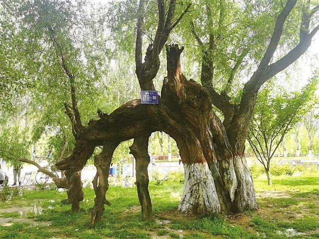 精心呵护绿色文物留住难得城市记忆兰州市加强古树名木保护推进生态