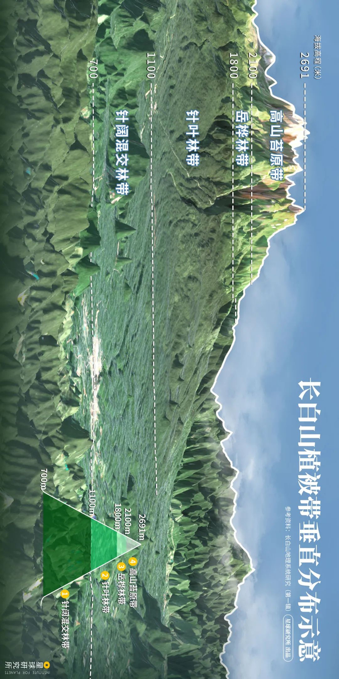 (请横屏观看,长白山植被带垂直分布示意,制图@雪茜&松楠/星球研究所)4