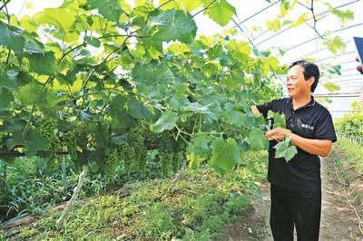 村民周小红在大棚里打理阳光玫瑰葡萄。记者 石畅摄
