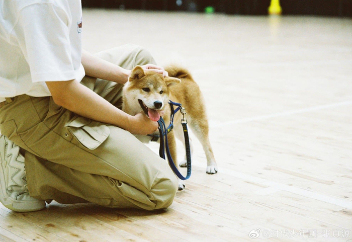 丨@时代少年团-张真源 晒与柴犬合照🤳🏻!|柴犬|张真源|张哥_新浪新闻